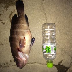 ジギング初釣行