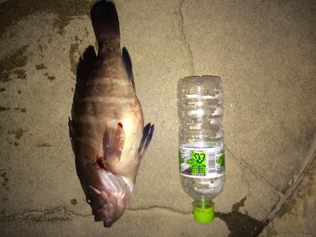 ジギング初釣行