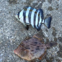 渋い１日でした