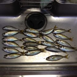 連日のアジング