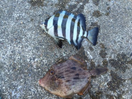 渋い１日でした