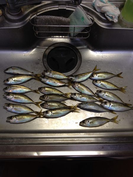 連日のアジング