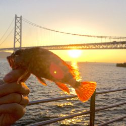 カワハギリベンジ!