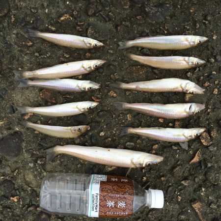 落ちギス探索➕おまけ笑