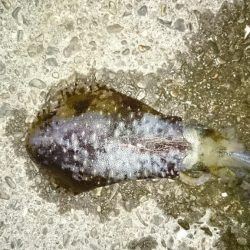 秋イカ小さくても引きがけっこう強い
