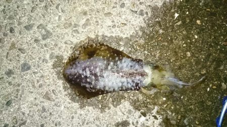 秋イカ小さくても引きがけっこう強い