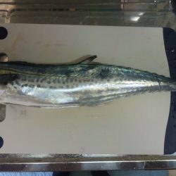 ボイルはあれど…