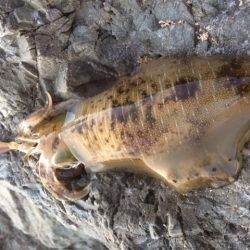 夕方エギング・・・