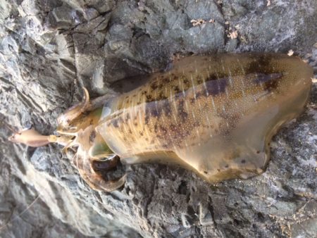 夕方エギング・・・