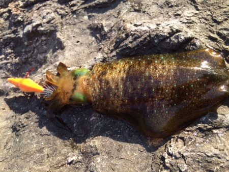 何とか１つ・・・