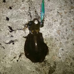 アオリのちアジ