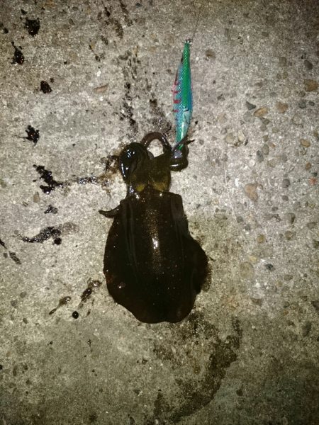 アオリのちアジ