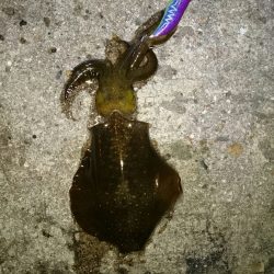 アオリイカ後アジ