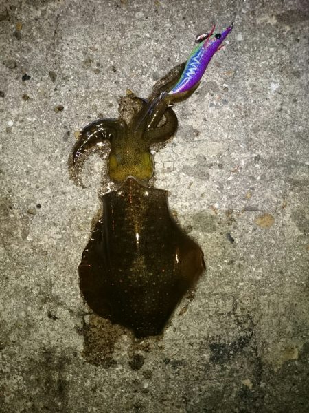 アオリイカ後アジ