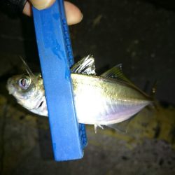 アオリイカ時々アジ