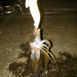 小さいですがアオリイカ