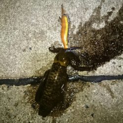 アオリイカ後チーバス