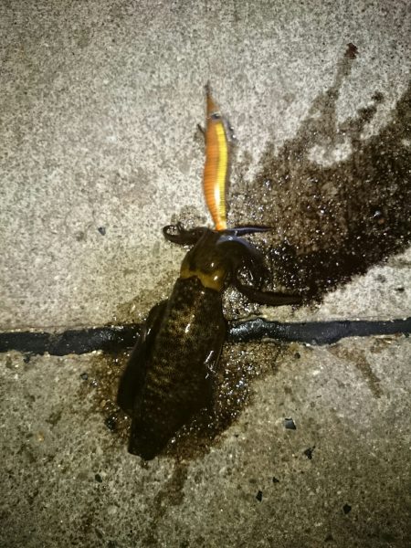 アオリイカ後チーバス