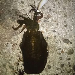 アオリイカ後ハゼ