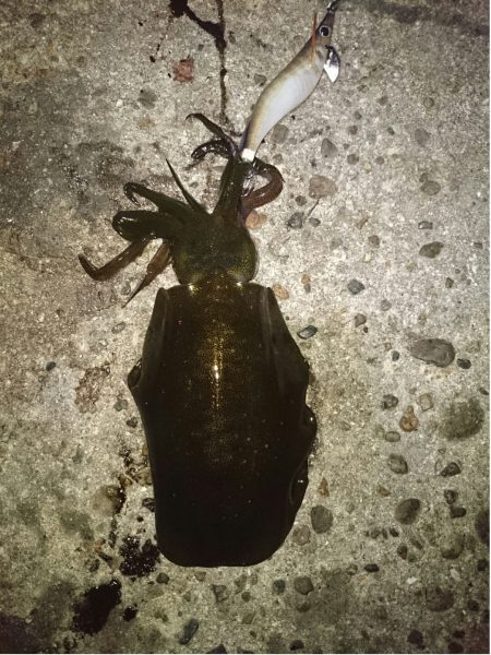 アオリイカ後ハゼ