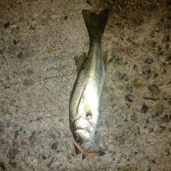 相変わらず渋め。