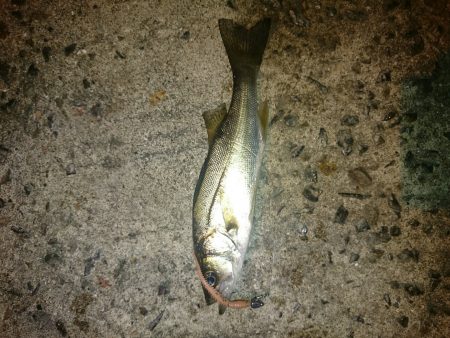 相変わらず渋め。