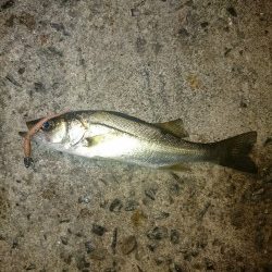 相変わらず渋め。