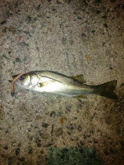 相変わらず渋め。