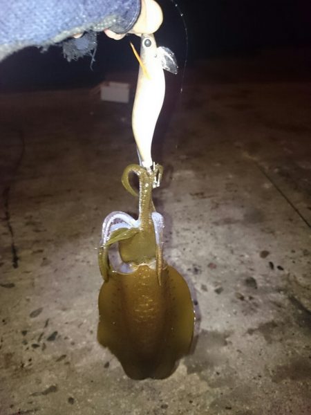 イカも学習している？