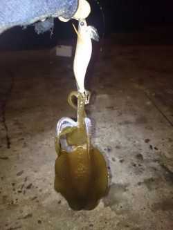 イカも学習している？