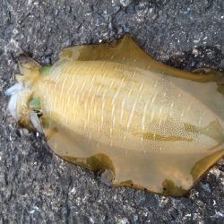 幸先が良い時は・・・