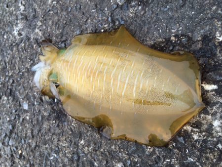 幸先が良い時は・・・