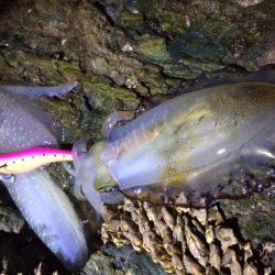 渋々の朝マヅメ釣行