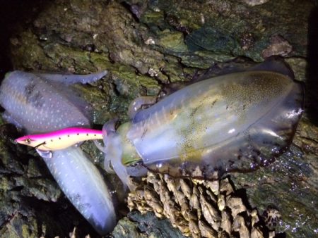 渋々の朝マヅメ釣行