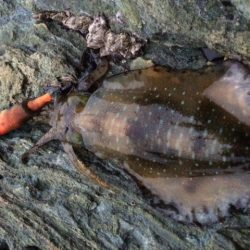 夕マヅメ　エギング