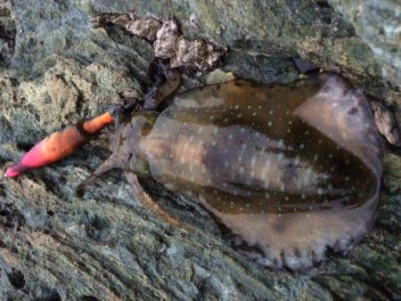 夕マヅメ　エギング