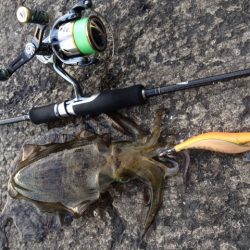 夕マヅメエギング