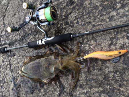 夕マヅメエギング