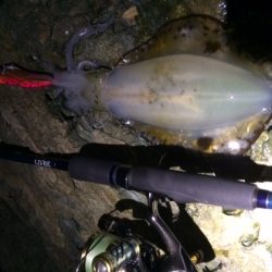 長短時間エギング