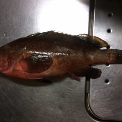 良いサイズきた！