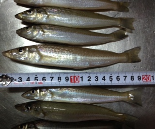 晴天はやっぱり釣りですよね