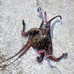 タコ育ってます。