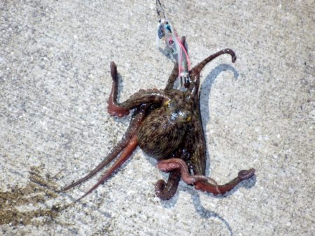 タコ育ってます。