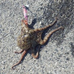 タコさらに大きく