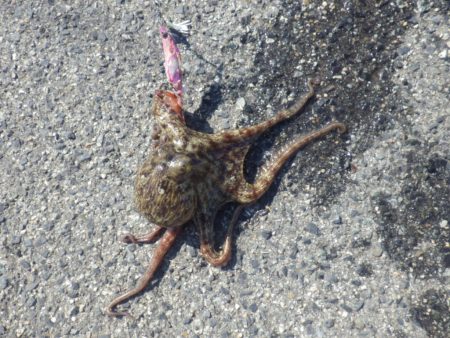 タコさらに大きく