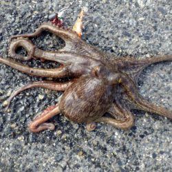 タコ 育ってます3