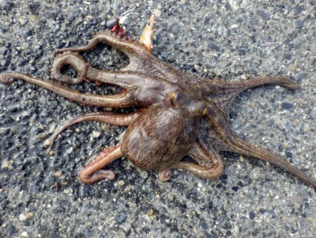 タコ 育ってます3