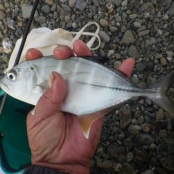 メッキ育ってます。