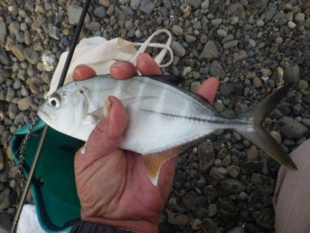 メッキ育ってます。