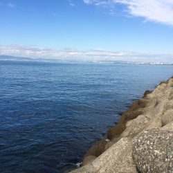 グレがいないのでサヨリ